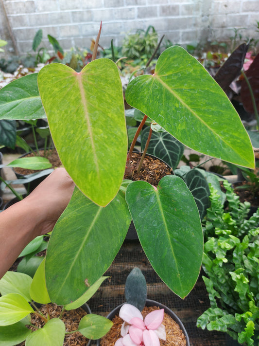 philodendron, foliage, philodendron painted lady, plant lovers, plant community, tropical plants, houseplants, indoor plants, outdoor plants, variegated philodendron