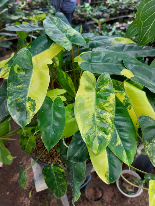 philodendron, live plants, philodendron burle marx variegated, garden, decoration, beautiful foliage, plants community, plant lovers