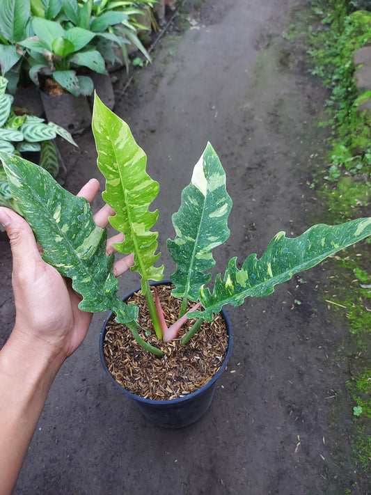 philodendron, philodendron ring of fire variegated, philodendron ring of fire, philodendron live plants, philodendron club, tropical philodendron plants